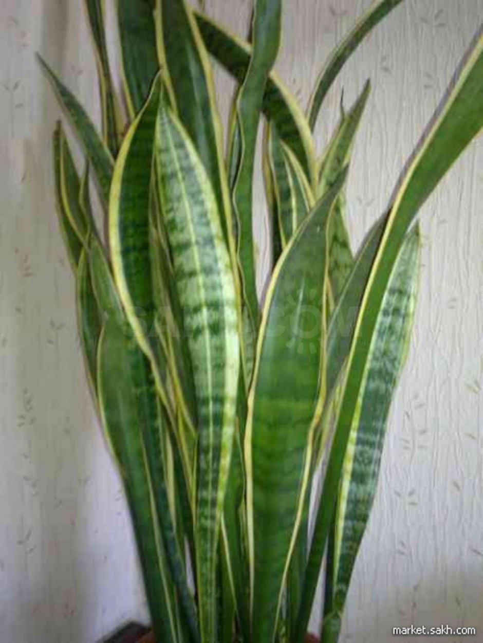 Домашнее растение с длинными узкими листьями