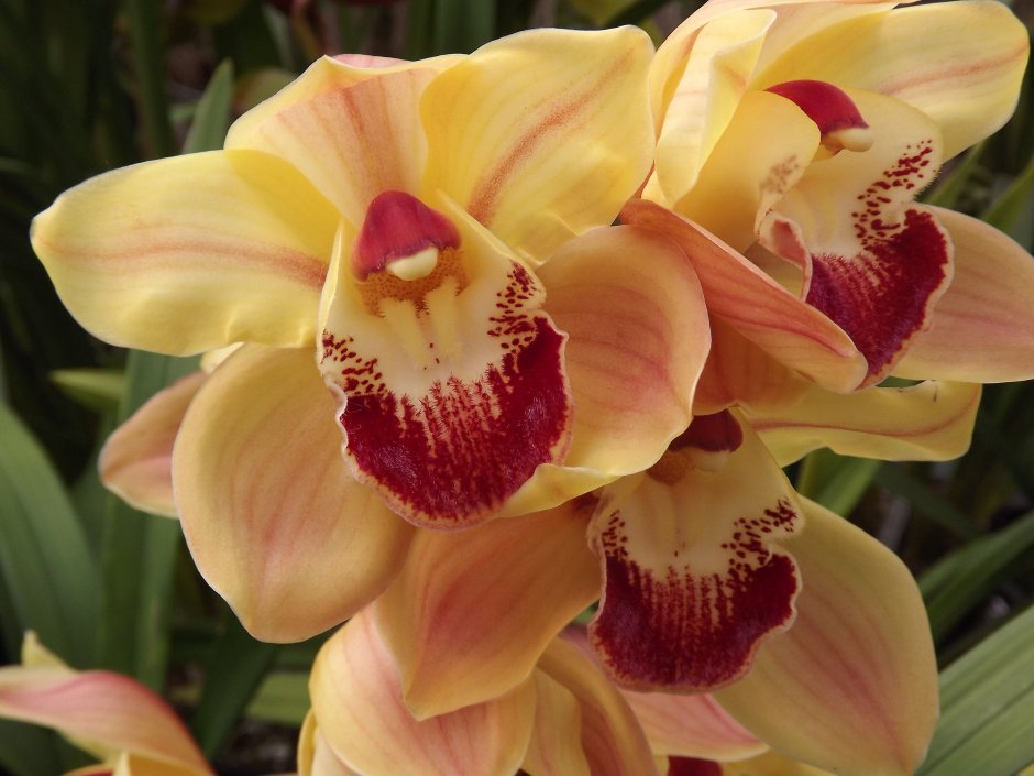 Золотая Орхидея Цимбидиум