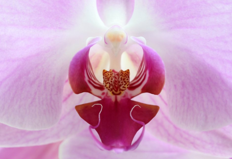 Орхидея фаленопсис макрофото