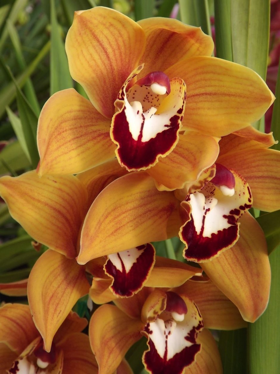 Орхидея фаленопсис Лас Вегас