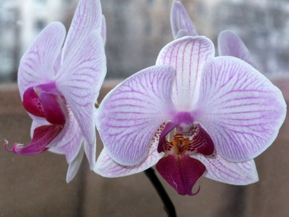 Орхидея лас вегас