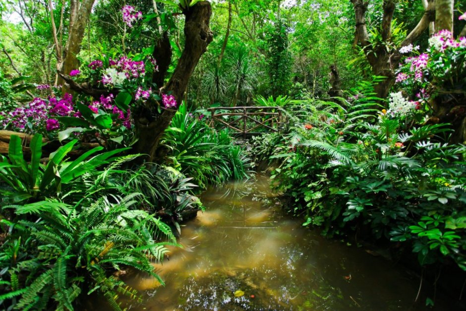 Растения джунглей Индии