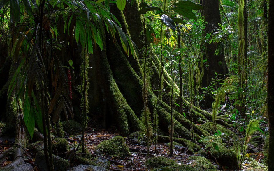 Нижний ярус тропического леса