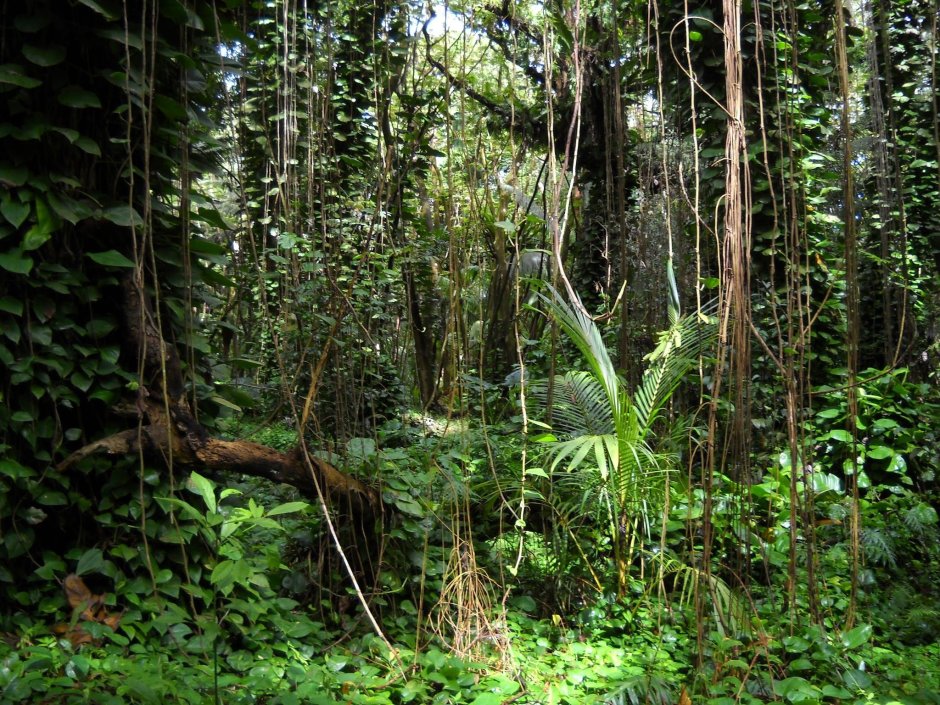 Верхний ярус тропического леса