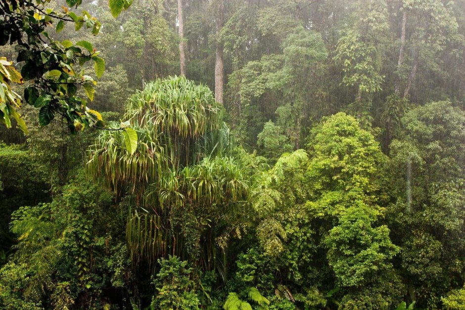Экваториальный лес Суматра