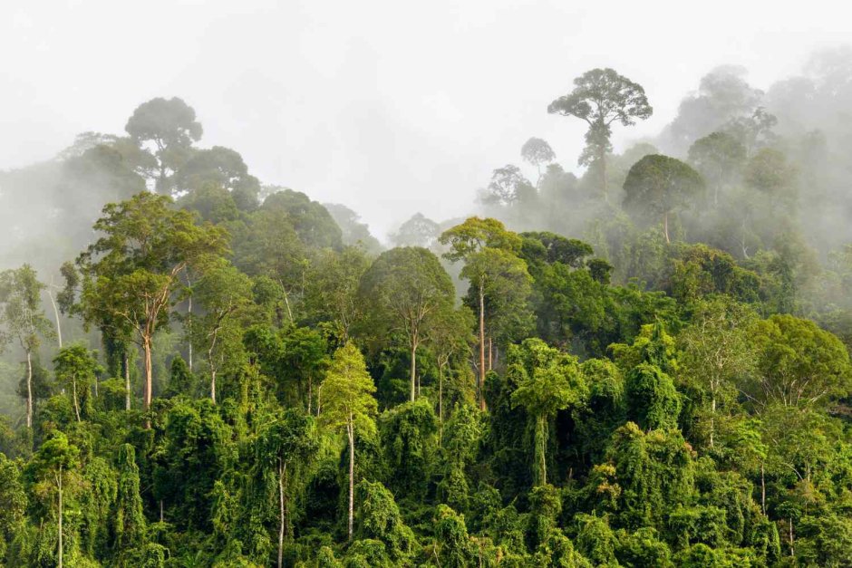 Вечнозеленые тропические дождевые леса