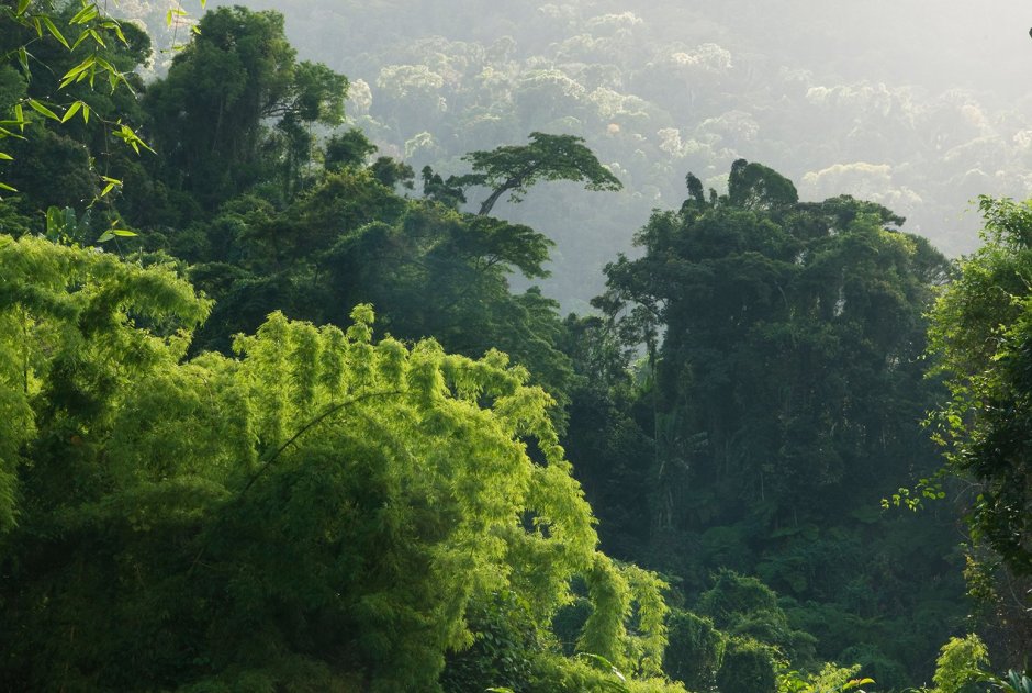 Тропические леса Ацинананы