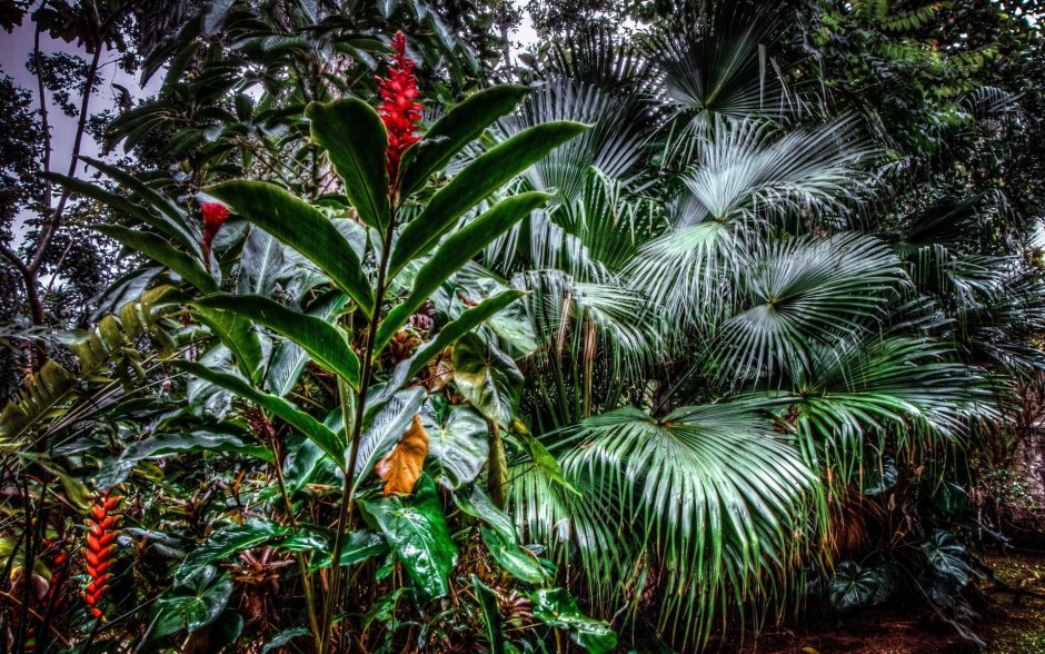 Растения джунглей Бразилии
