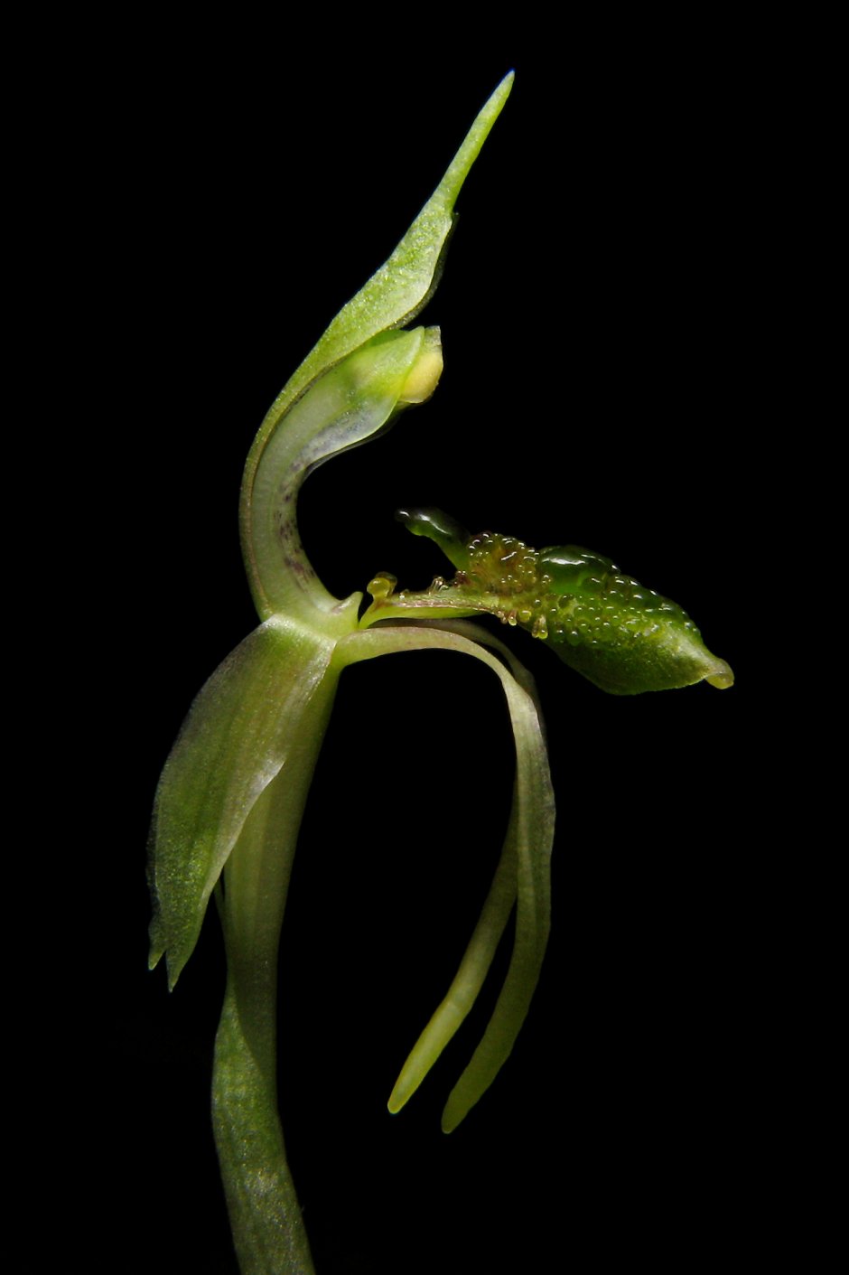 Орхидея Chiloglottis