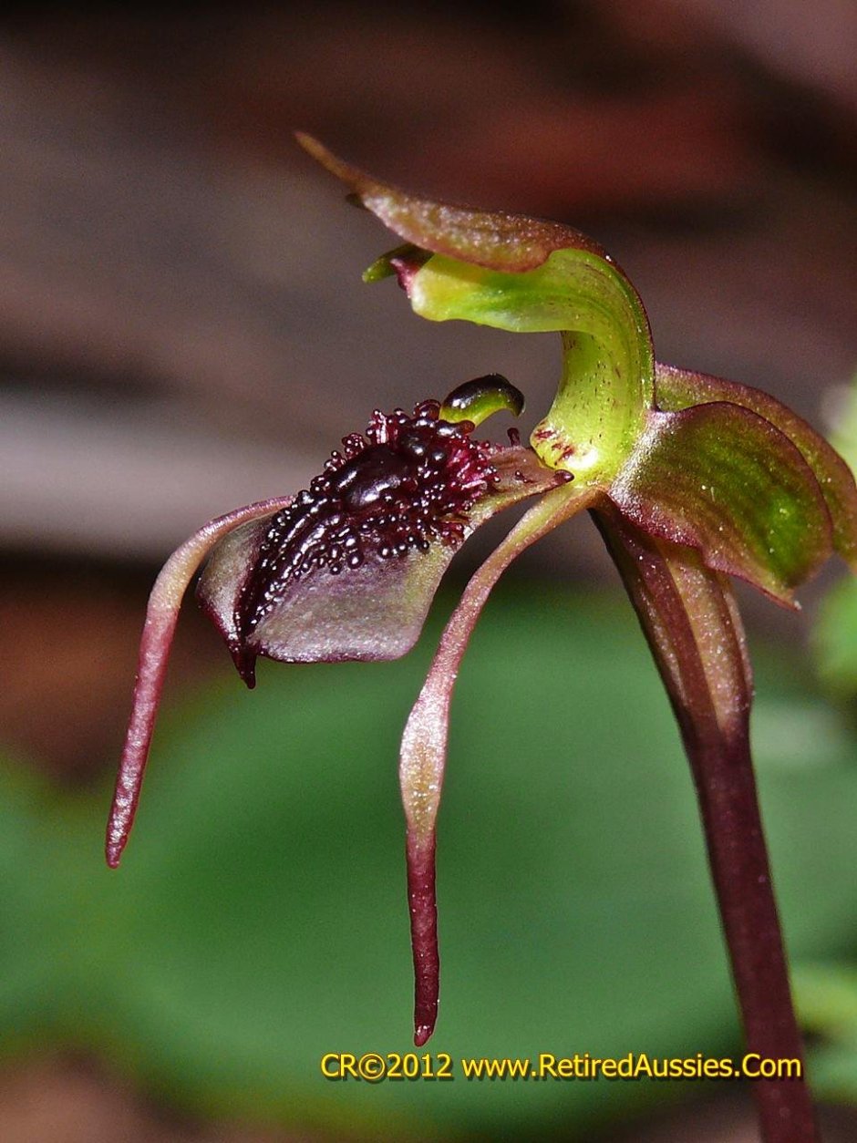 Оса Орхидея
