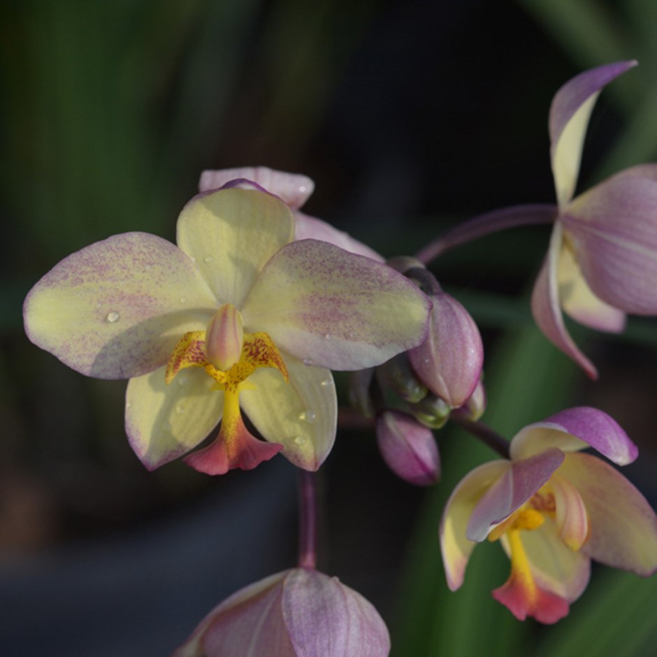 Спатоглоттис Земляная Орхидея