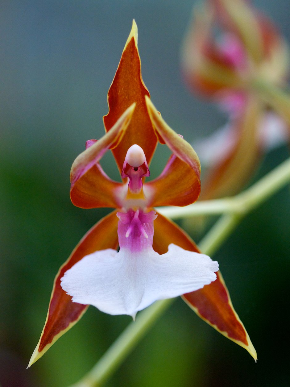 Орхидея Impatiens Bequaertii