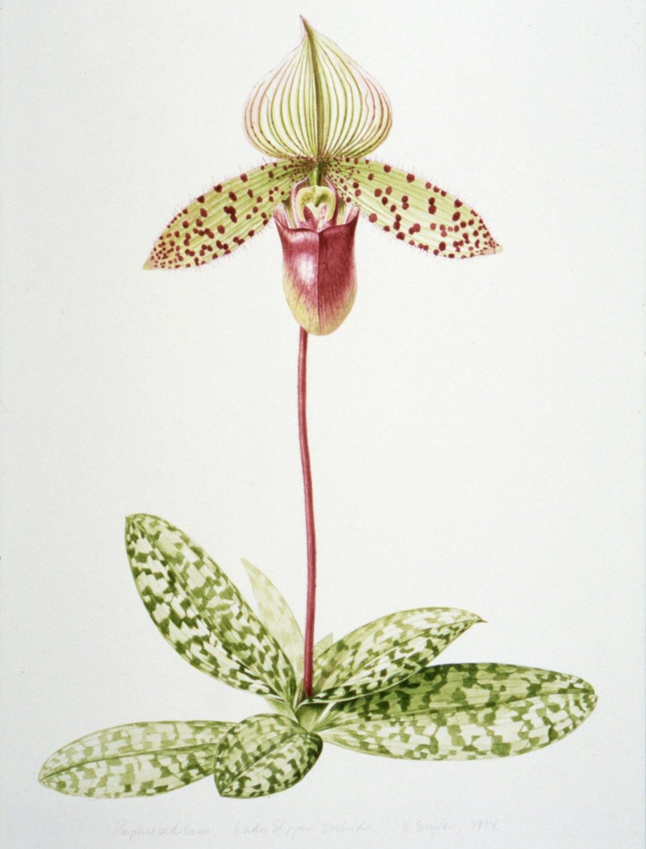 Орхидея Ботаническая живопись