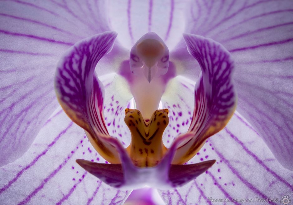 Зеркальная Орхидея