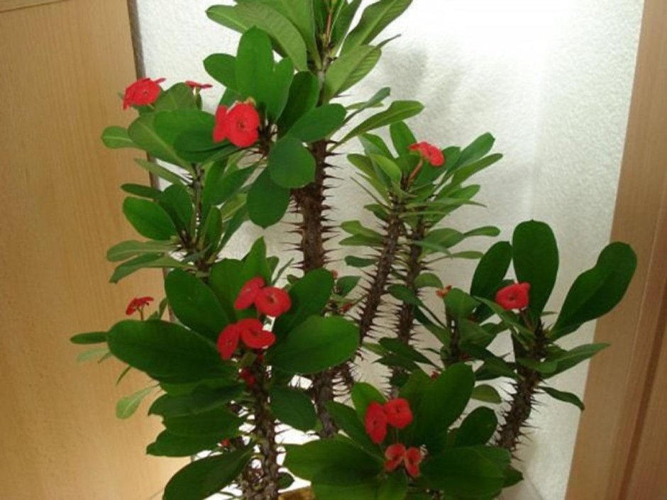 Комнатное растение с красными цветами