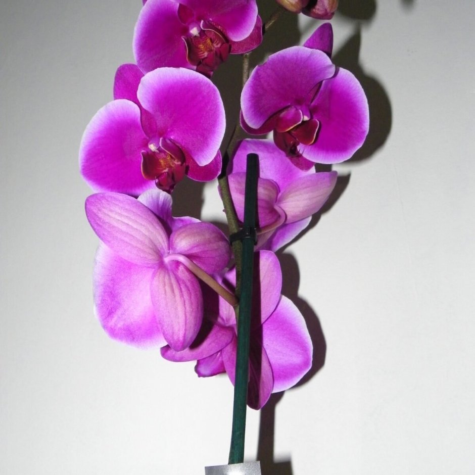 Орхидея фаленопсис Претория