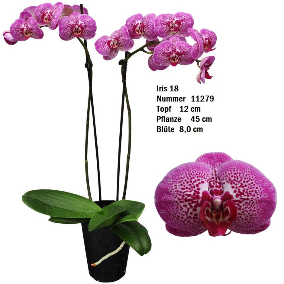 Андорра Орхидея фаленопсис