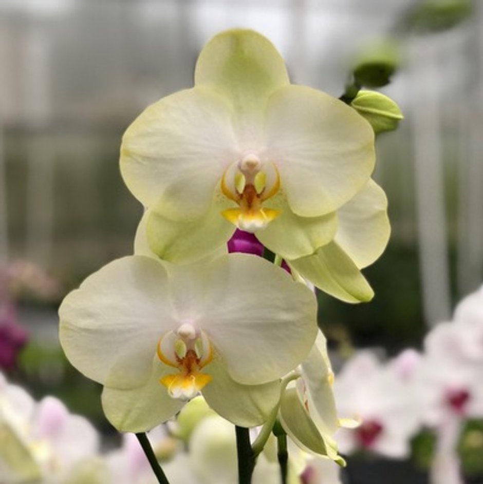 Орхидея феррара фаленопсис