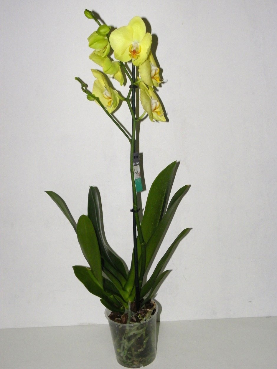 Орхидея феррара