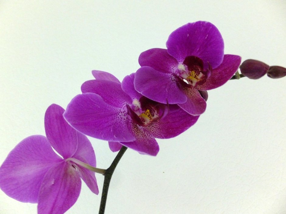 Темно сиреневая Орхидея фаленопсис