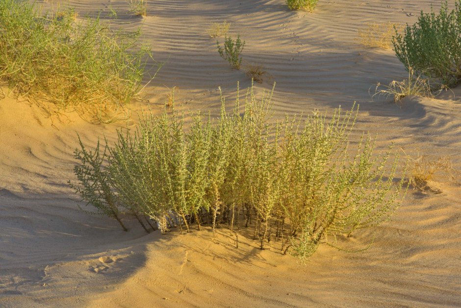 Растения пустыни верблюжья колючка