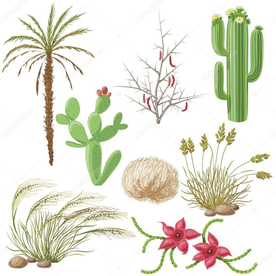 Растение пустыни для макета