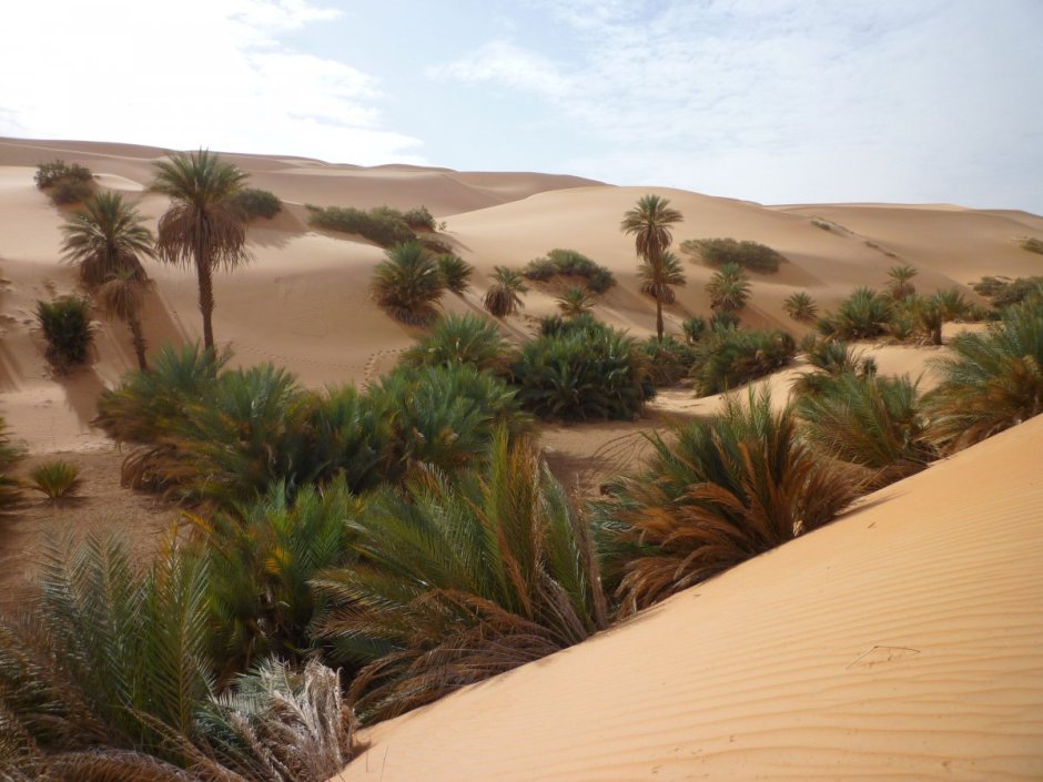 Пустыни и полупустыни Оазис
