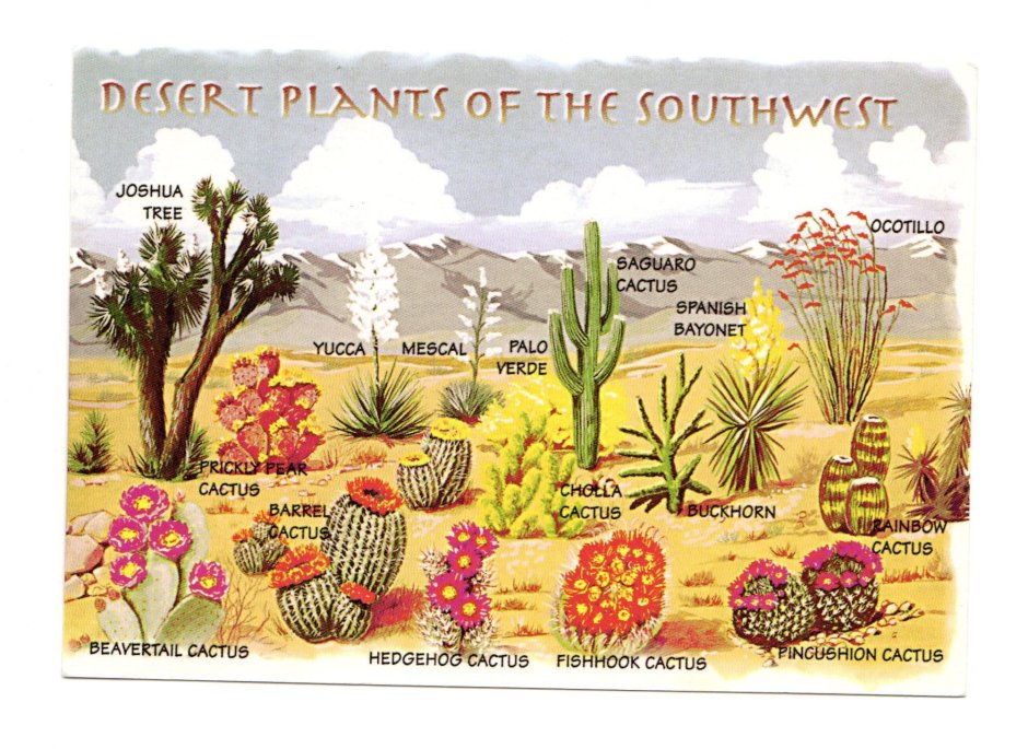 Растения пустыни рисунок