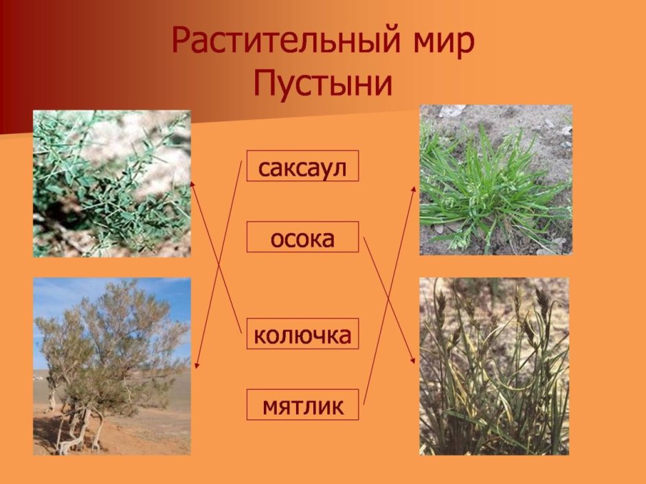 Пустыня животные и растения