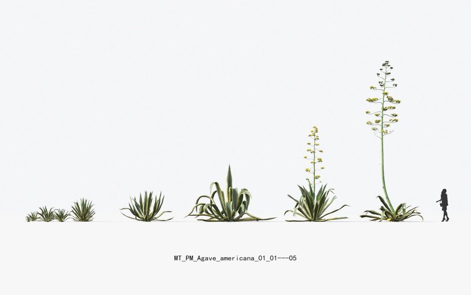 Plant models Vol 56
