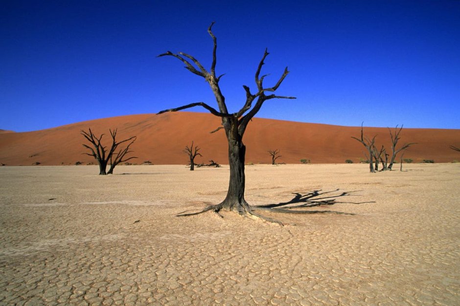 Лес Дедвлей Намибия