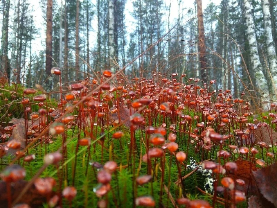 Цветы в лесу в Карелии