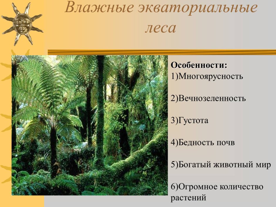 Растительность влажных экваториальных лесов