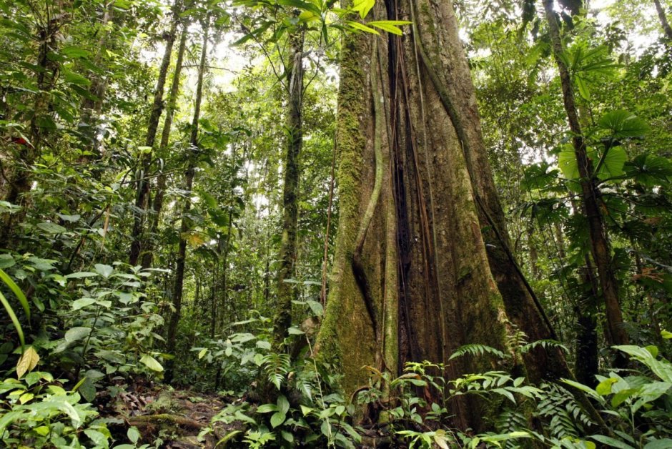 Тропические леса Нигерии