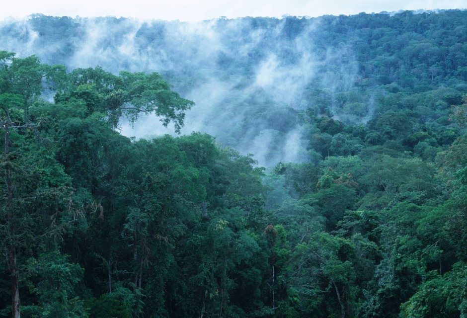 Вечнозеленые тропические леса Конго
