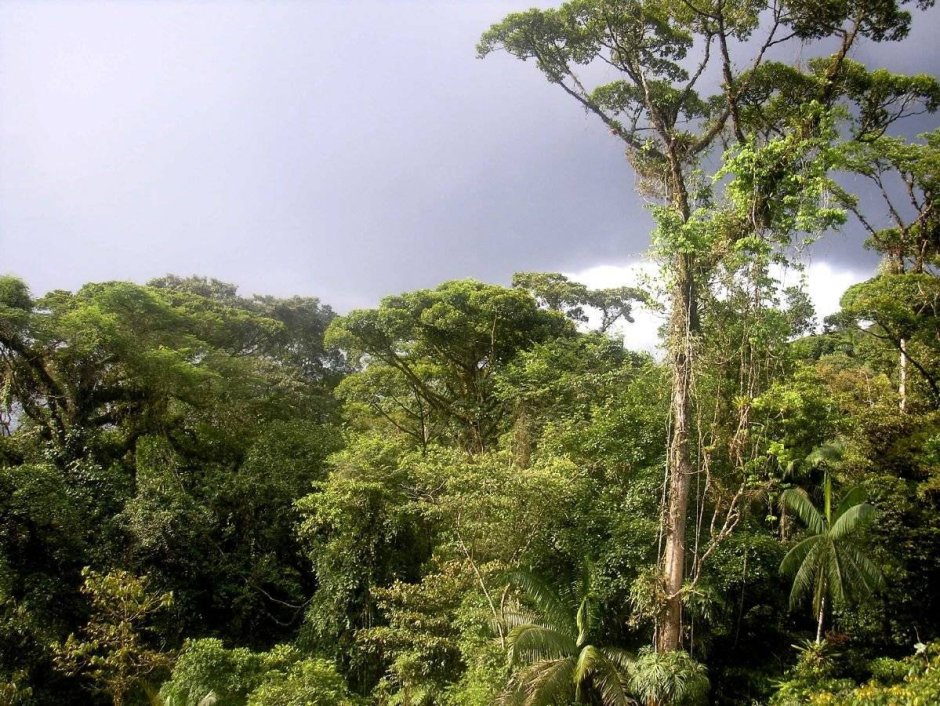 Тропические леса Южной Африки