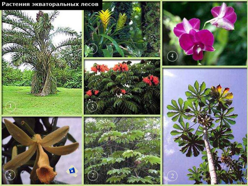 Растения влажных экваторных лесов