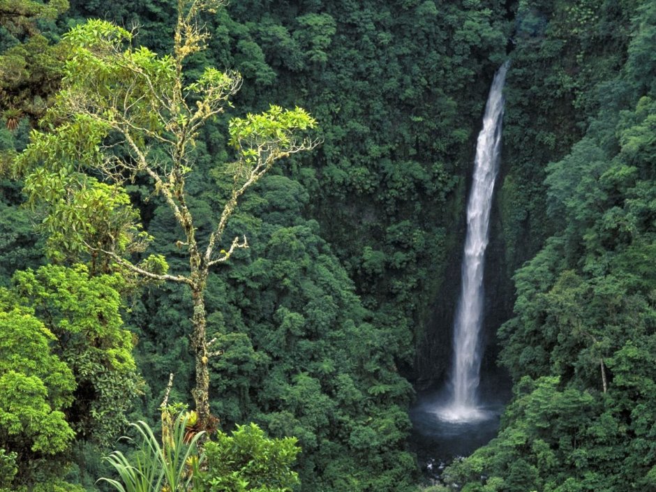 Коста-Рика: дождевой лес