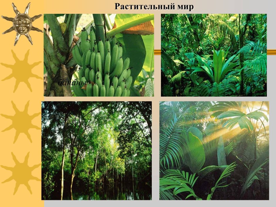 Экваториальные и тропические леса растительность