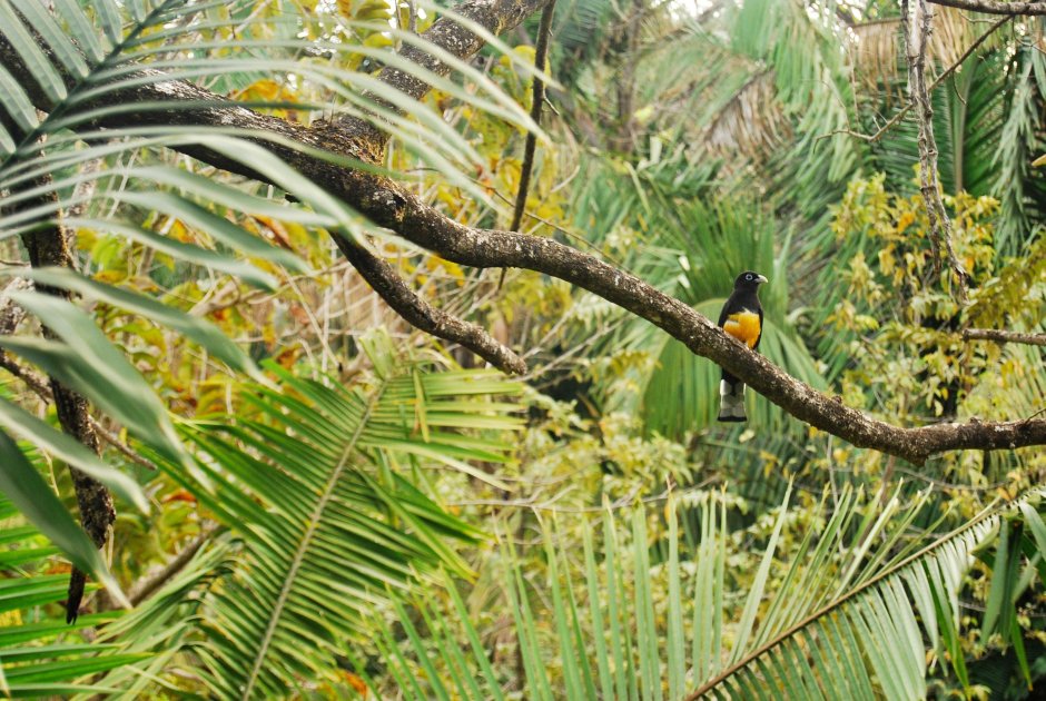 Влажные экваториальные леса Флора растительного мира