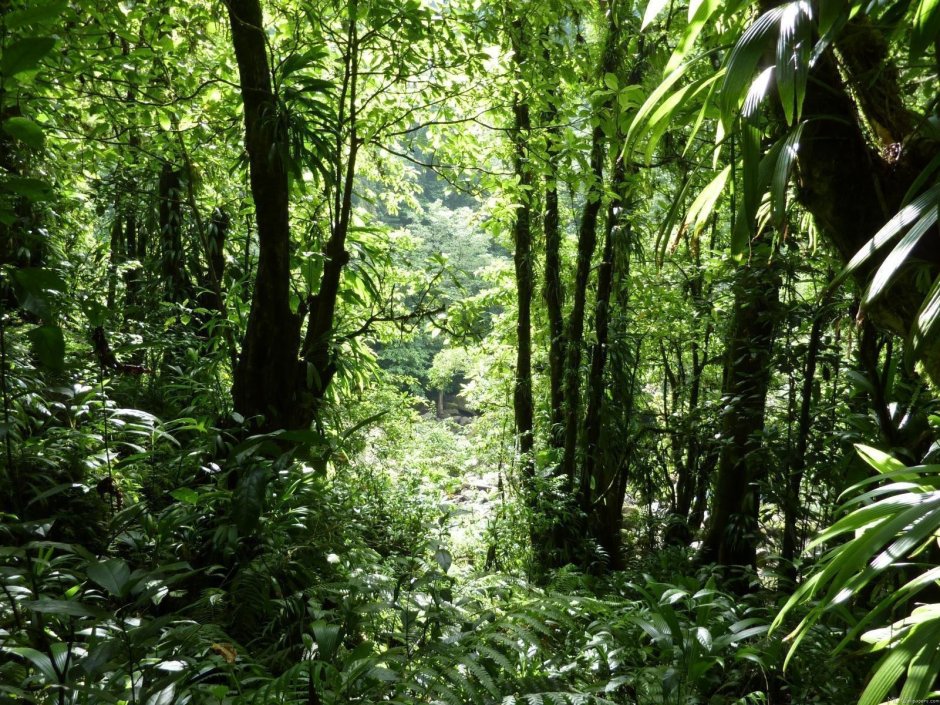 Субтропические дождевые леса