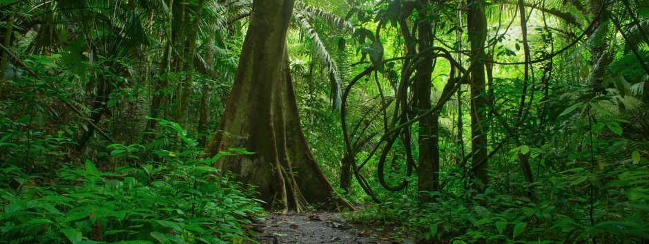 Тропический лес высокое разрешение