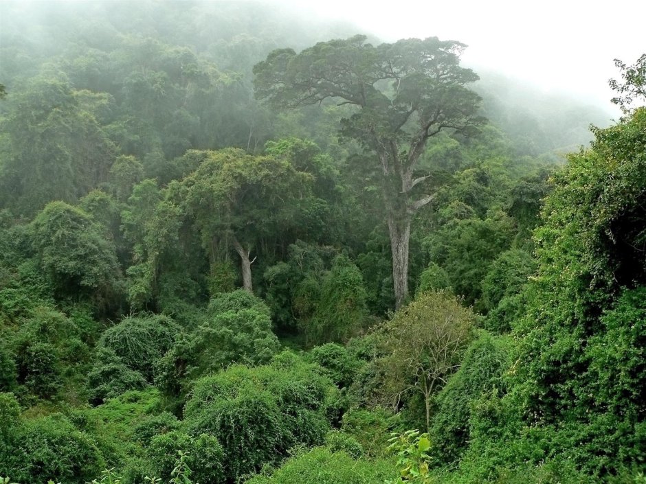 Зона влажных вечнозеленых экваториальных лесов Африки