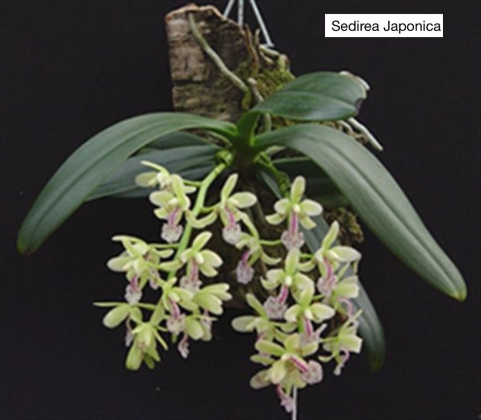 Сидерия Орхидея
