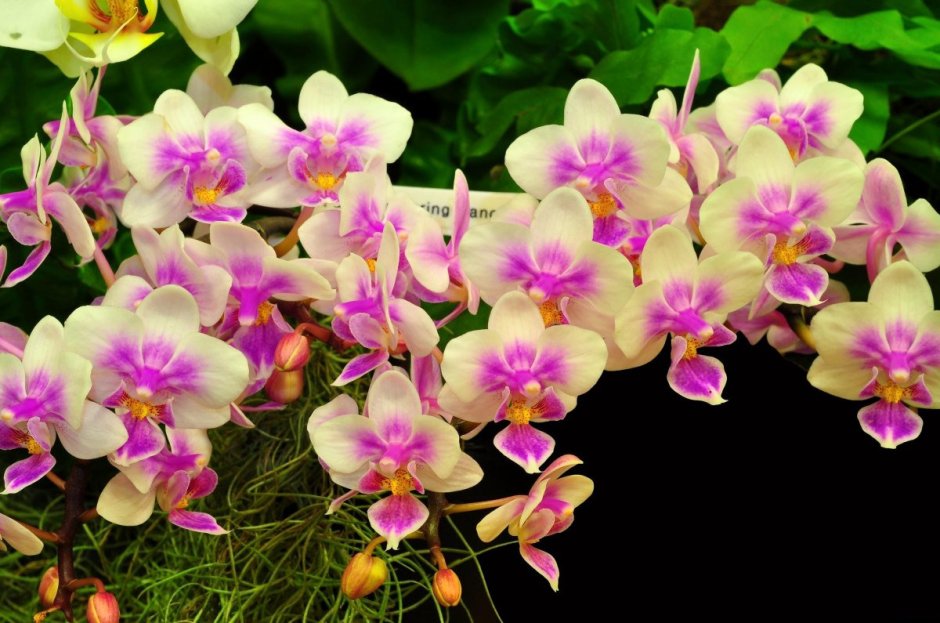 Орхидея остролистная