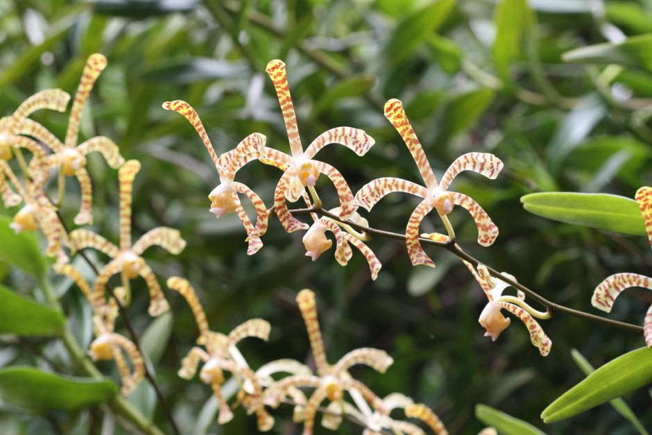 Arachnis Орхидея
