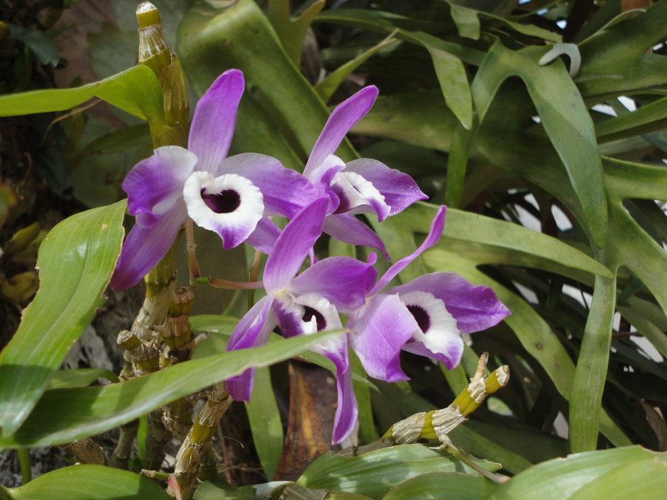 Орхидея начало цветения фиолетовый
