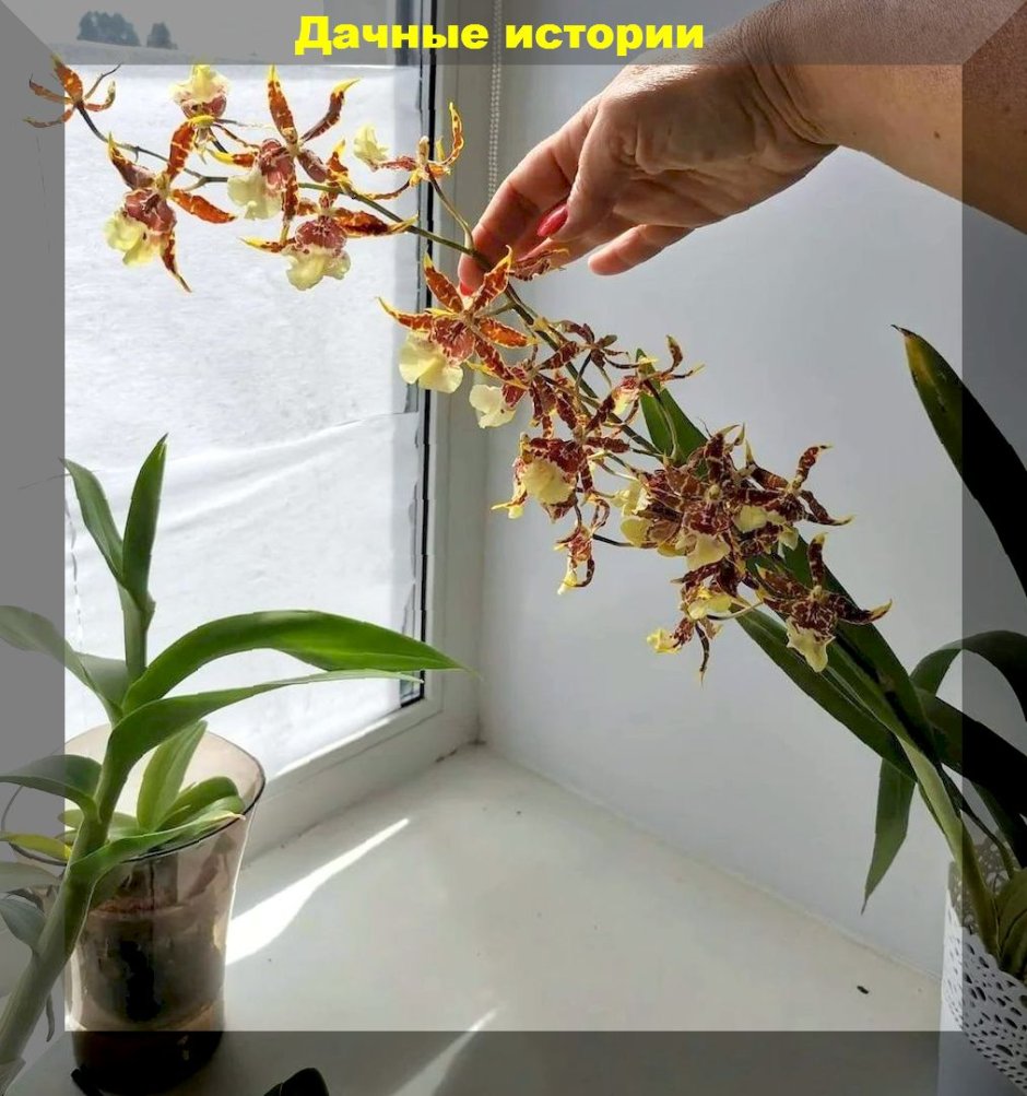 Орхидея онцидиум в магазине Мэриленд