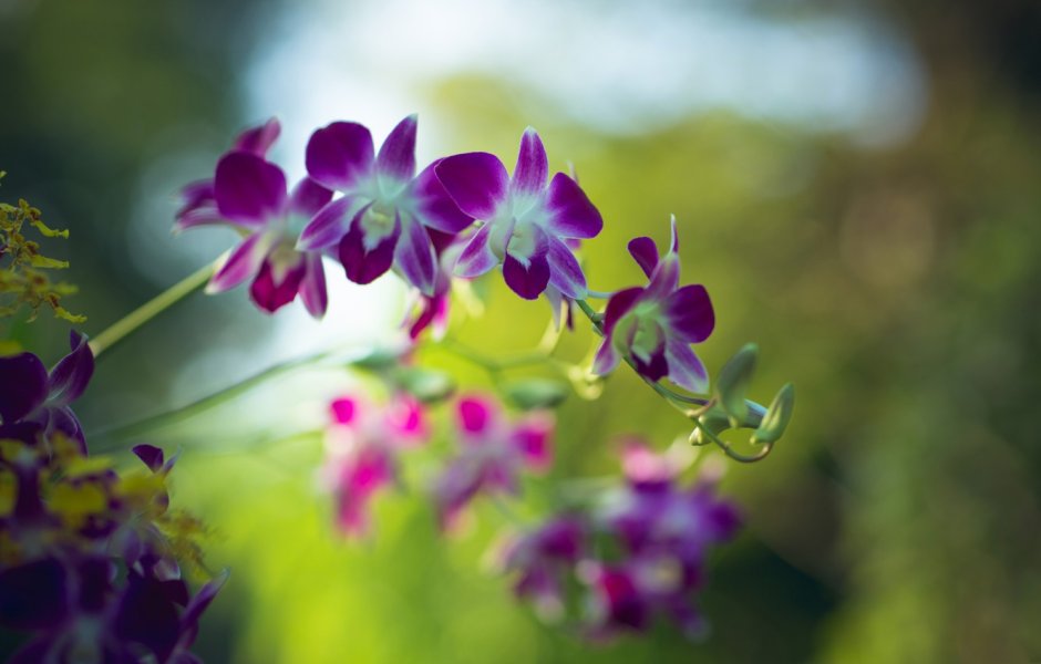 Орхидея пурпурный дождь