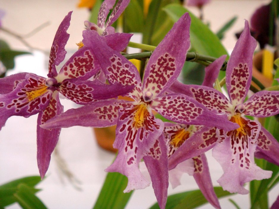 Орхидея Белара